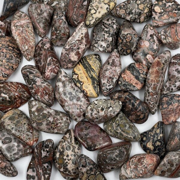 Leopardinis Jaspis, M dydis