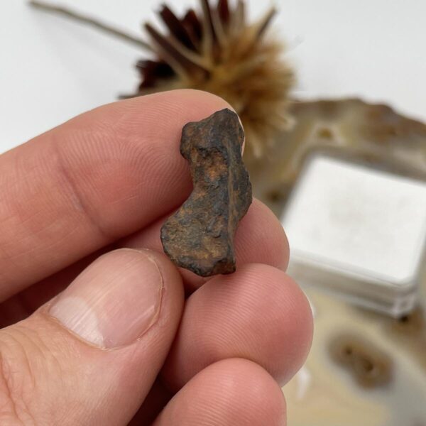 Meteoritas (Morocco, Agoudal), 7,9 gr. - Image 2
